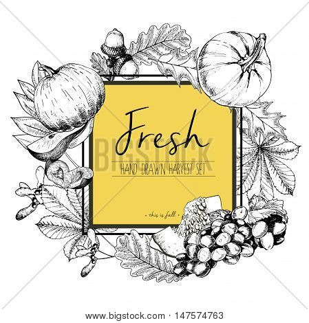 Vector square border color illustration of fresh vegetables. Pumpkin pear plum grape autumn leaves. Hand drawn vintage engraved set of vegetarian tasty organic food.