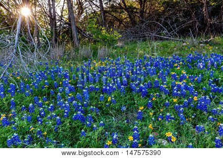 Texas Bluebonnets At Muleshoe Bend In Texas.