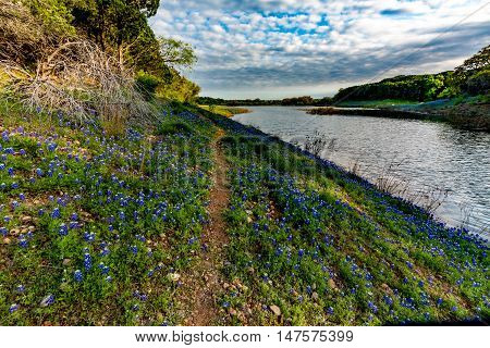 Beautiful Famous Texas Bluebonnet (Lupinus texensis) Wildflowers at Muleshoe Bend with Lake Travis in Texas, with a Dirt Trail.