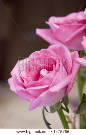 Rosa Rose Close-up