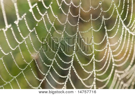 spider net