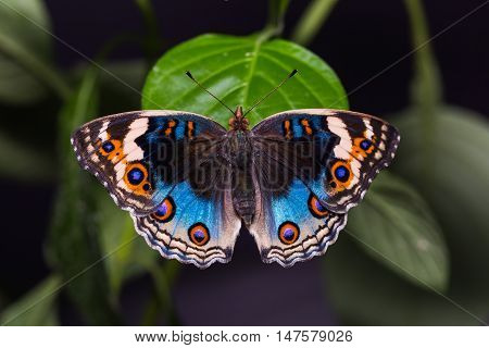 Blue Pansy Butterfly