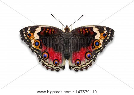 Red Color Blue Pansy Butterfly