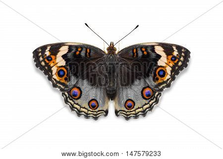 Gray Color Blue Pansy Butterfly