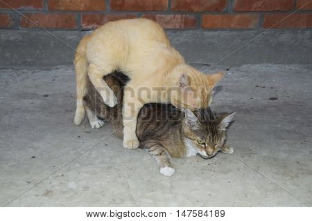 Mating Domestic Cats