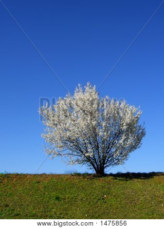 Árvore de cereja em florescimento branco isolado em uma tarde de Primavera, vista Vertical