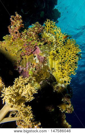 Soft coral garden in the red sea