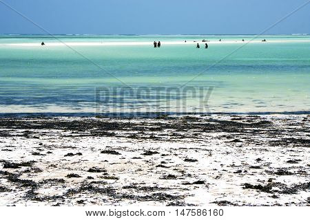 People And Seaweed In The  Blue Lagoon   Of Zanzibar Africa