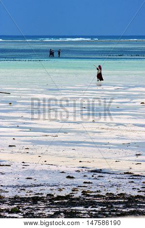 People Seaweed In The  Blue Lagoon Relax  Of Zanzibar Africa