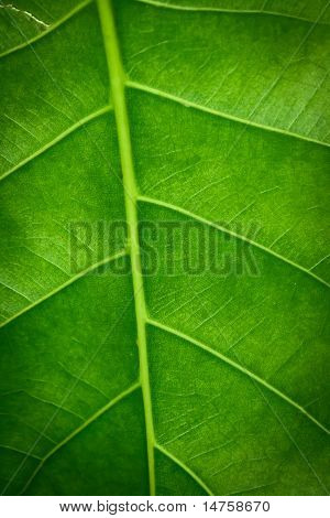 Foglia verde