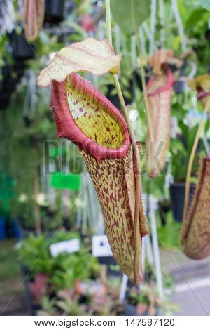 tropical pitcher plants or monkey cups on blur background