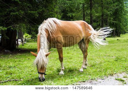 The Haflinger a breed of horse developed in the South Tyrol region
