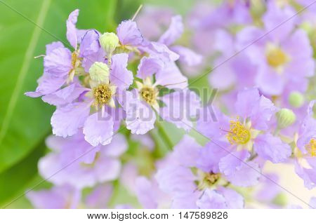Lagerstroemia calyculata Kurz flowers in blur background