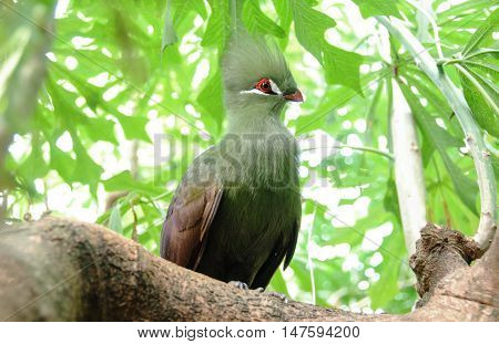 Closeup bird photo of a green Tauraco persa. Guinea Turaco sitting on a branch in a sunny and bright day.