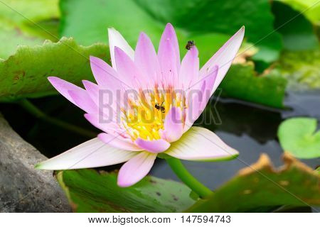 This beautiful waterlily or lotus flower is complimented