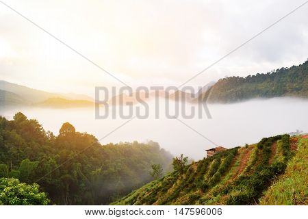 tea farm on mountain in Thailand tea farm