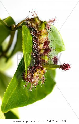 Caterpillar Of White Commodore Butterfly On Leaf