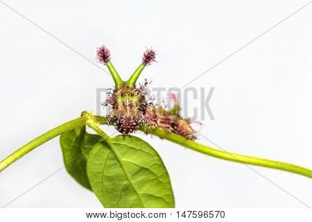 Caterpillar Of White Commodore Butterfly On Leaf