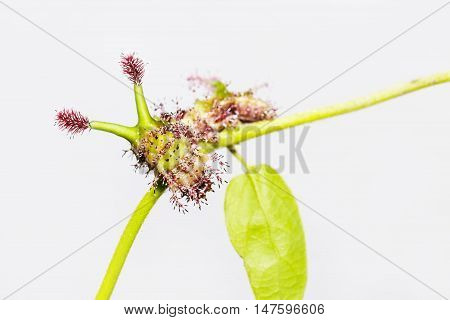 Caterpillar Of White Commodore Butterfly On Leaf