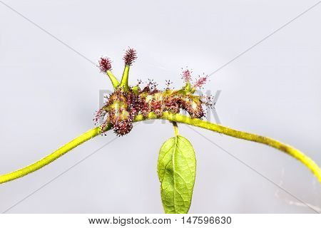 Caterpillar Of White Commodore Butterfly On Leaf