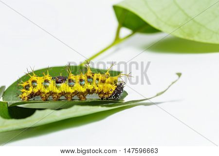 Mature Caterpillar Of Colour Segeant Butterfly Before Transform To Larva