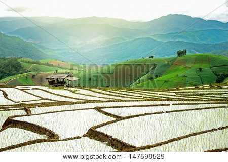 Terraced Rice Field in Thailand nature rice field