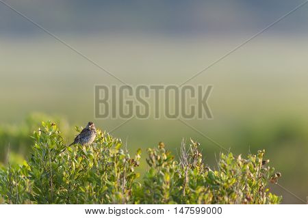 Song Sparrow perched atop bush on foggy morning