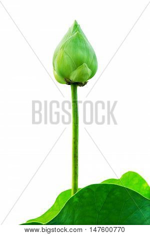 Green lotus flowre and leaf isolated on background