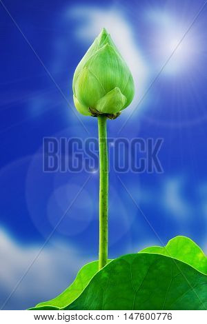 Green lotus flowre and leaf isolated on background