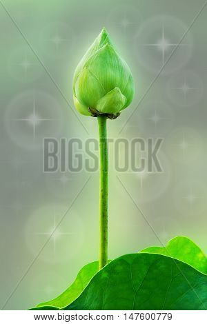 Green lotus flowre and leaf isolated on background