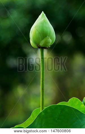 Green lotus flowre and leaf isolated on background