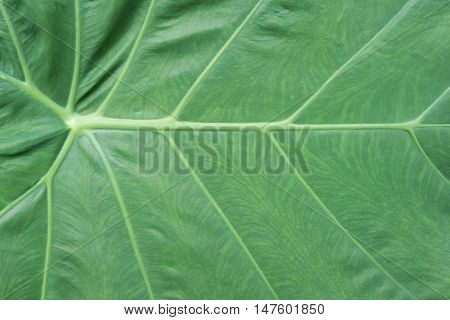 Close Up Of Caladium Leaf With Copy Space