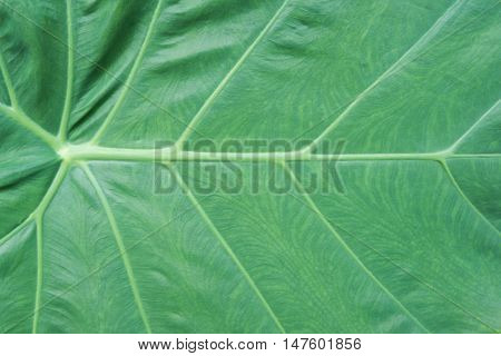 Close Up Of Caladium Leaf With Copy Space