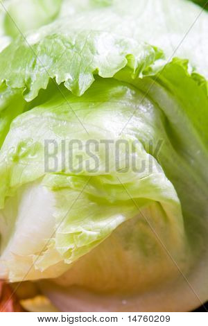 lechuga