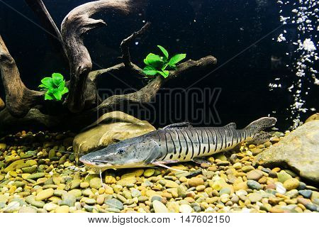 Catfish - Pseudoplatystoma fasciatum in front at aquarium