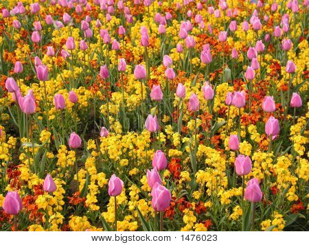 Tulipan felt
