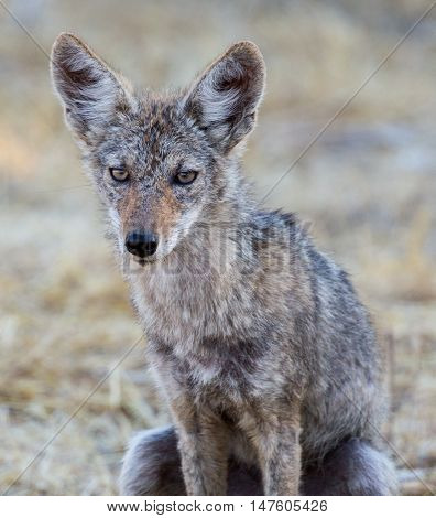 Close up of young coyote (Canis latrans) crouching in wild grass.