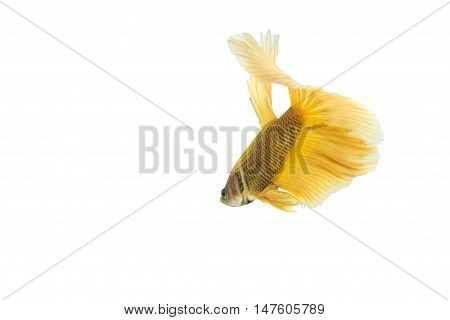 yellow betta fish isolated on black background.