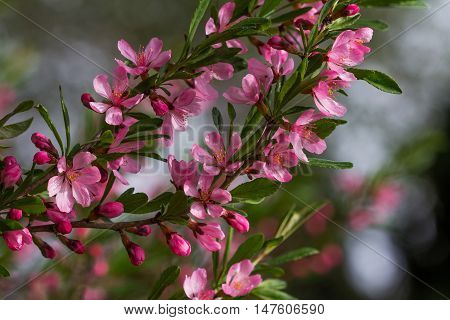 Branch of prunus serrulata japanese cherry in the spring garden.
