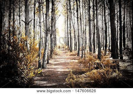 Park of Ois da ribeira pateira de Fermentelos