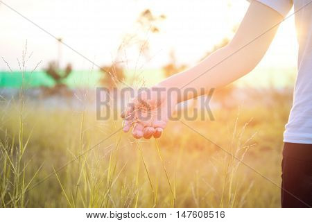 Women hand touching green grass at meadows