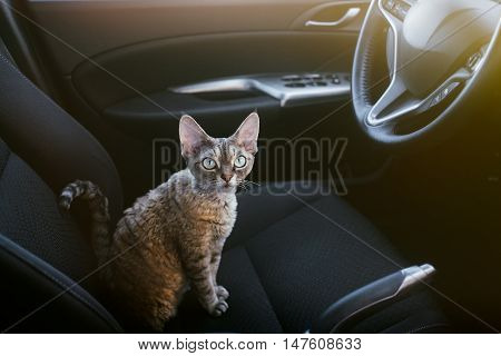 Pretty cat is sitting inside a car on the drivers seat, looking to the right side. Devon rex likes to travel in a car. Travel with pets. Cat is traveling to foreign countries and cross the boarders