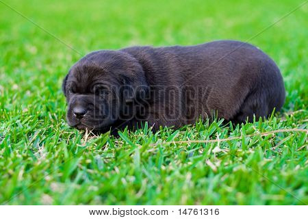 filhote de cachorro bonito chow preto