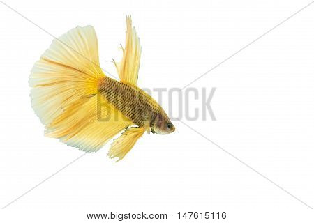 yellow betta fish isolated on black background.