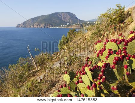 Opuntia Berries at Cape Plaka. Crimea. Russia.
