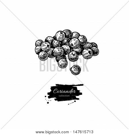 Coriander seed heap vector hand drawn illustration. Isolated spice object. Engraved style seasoning. Detailed organic product sketch. Cooking flavor ingredient. Great for label, sign, icon