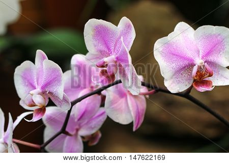 Splendid fresh elegant light pink orchid flower.