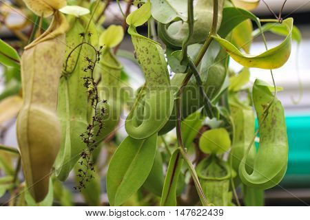 Nepenthes alata is a tropical pitcher plant endemic to the Philippines. It is carnivorous and uses its nectar to attract insects that drown in the pitch and are digested by the plant.