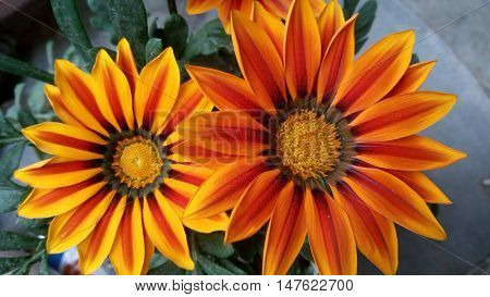 beautiful flowers amazing orange and yellow.
simply beautiful.