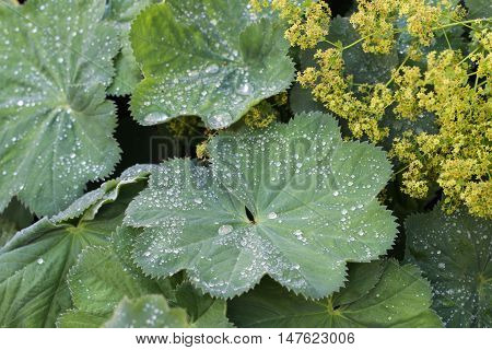 Raindrops on the Leaves of Alchemilla mollis. (Lady's Mantle)